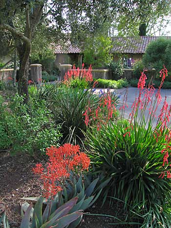 Susie Dowd Markarian Landscape Design