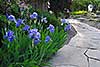 Susie Dowd Markarian Landscape Design