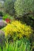 Susie Dowd Markarian Landscape Design