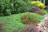 Susie Dowd Markarian Landscape Design