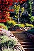 residential garden